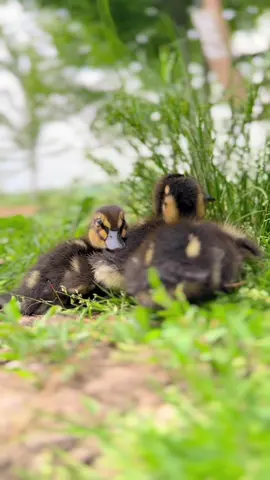 Nothing better than baby ducks 🦆✨ #farm #farmhouse #sahm #homestead #homemaker #babyducks #mallards #ducklings #fyp #iphone16 
