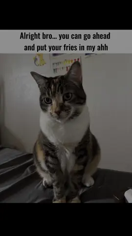 #joshuablock #friesinthebag #fries #bag #catsoftiktok #kitten #kittens #kittensoftiktok 