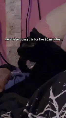 #cat