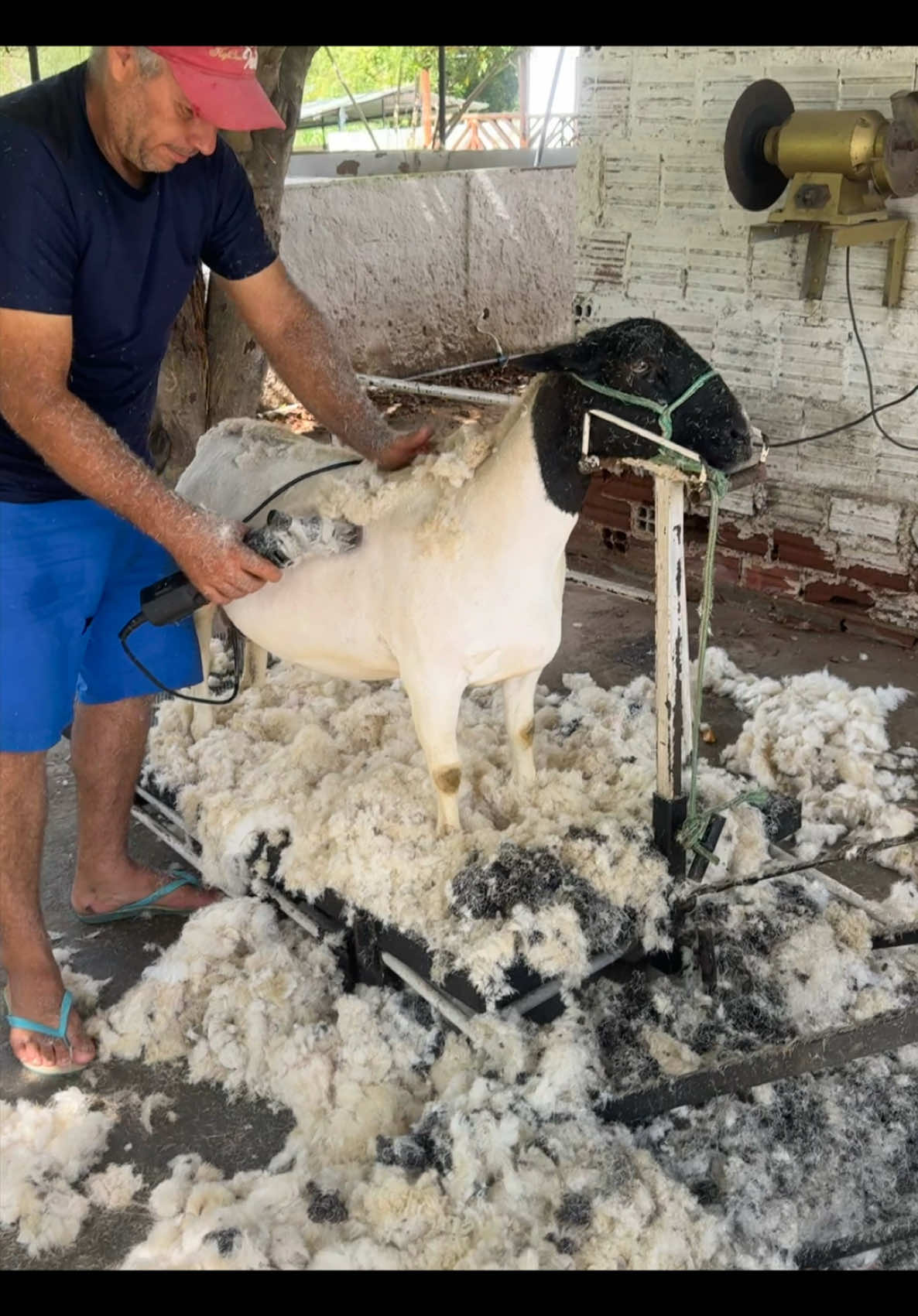 Hj foi dia de tosquiar as ovelhas #agro #dorpersheep #dorper #ovinos #dorperovinos 