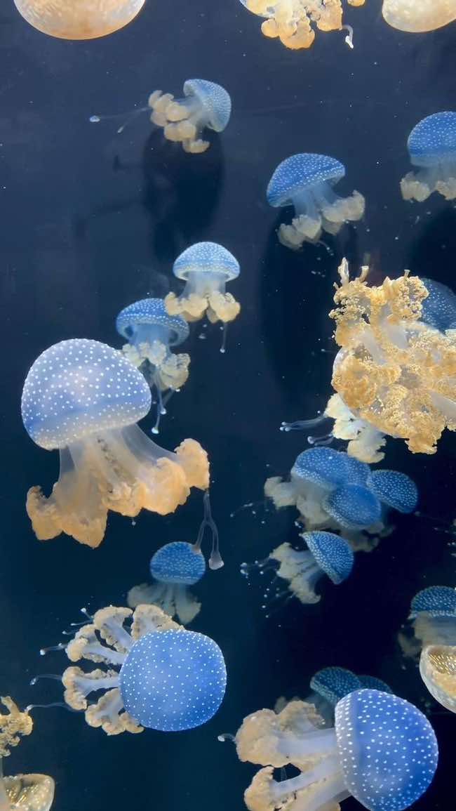 Million different jellyfish- ☁︎ #fyp #jellyfish #jellyfishcore #viral #jellyfishtank #bluecore 