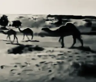 ‎ يالله ياللي لك الدنيا تقوم وتطيح  ‎‏يا عالم حبة الخردل بليل أظلما  ‎‏يا رازق اللي تسابق في فضاك الفسيح  ‎‏واللي بجحره يجيه الرزق لو هو عما  ‎‏تفرج لمن يرفع كفوفه ودمعه يسيح  ‎‏ماهيب تبكي عيونه جوع وإلا ظمّا  ‎‏الرزق بيجيه من عندك وهو مستريح ‎‏يا كافلٍ أرزاق من في الأرض ويا السماء ‎‏لكن يبكي من هموم تسابق طفيح ‎‏ماتبرح القلب غير مـضرجٍ بالدما ‎‏مر تخطم عليه ومر خلفه تصيح ‎‏ومر تسوقه على عميّاه سوق أغرما #سعيد_الاكلبي #B #fyp 