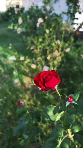 أسقني بلطفك كلما قّل إخضرار قلبي يالله 🕊️