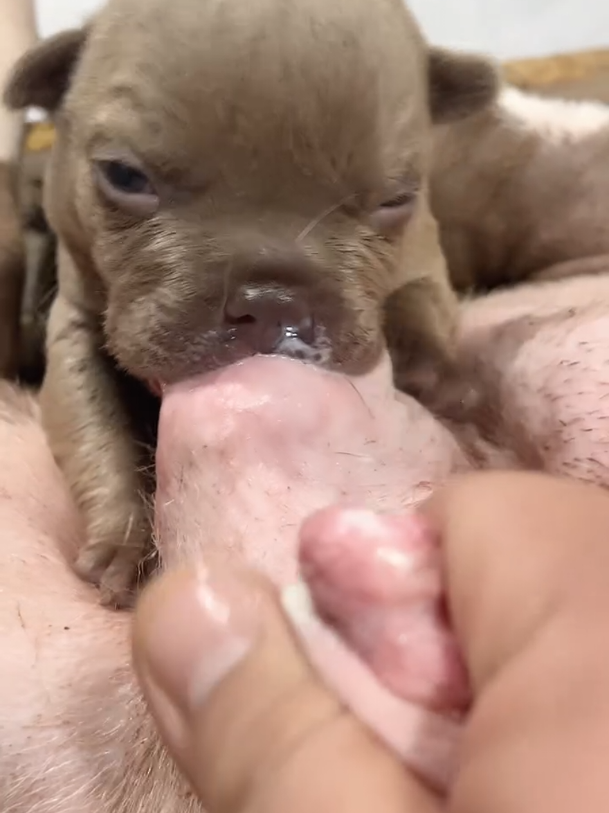 dogs baby with Mather #baby #babydog #matherdog #digfunnyvideos #puppylove #dogsoftiktok #dogvideos #fyp #for #foryou 