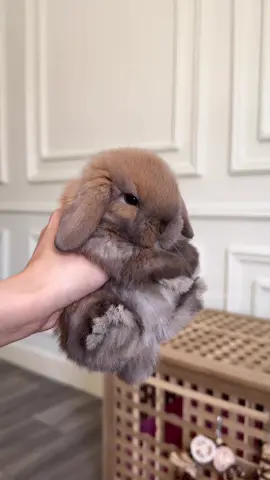 🐰🐾 #rabbits #الكويت🇰🇼 #fyp #pet #fypシ゚viral #ارنب #bunnyrabbit #الشعب_الصيني_ماله_حل😂😂 #bunnygram #الكويت 