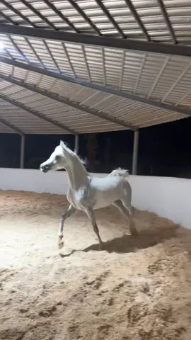 #اصايل_البدران #خيول_جمال #خيول_عربية_اصيلة #حايل #مربط_لولو_الشمال #اكسبلور 