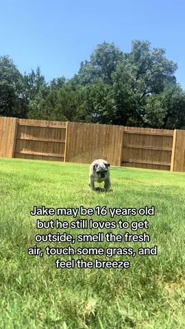 Some days he is faster than others, and in the summer we aren’t outside for longer than 5-10 minutes at a time because it just gets soooo hot here. Jake was walking in to tell me he was ready to go back inside #JakePugsley #FYP #Pug #Pugs 