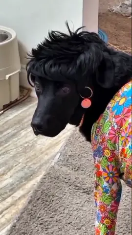 animais engraçados-animais fofos 🤣🤣😂#vidaanimal #vidaanimalnarrada #animaisnotiktok #cachorros #gatos #comedia #engracado #gosteipostei #fyp 