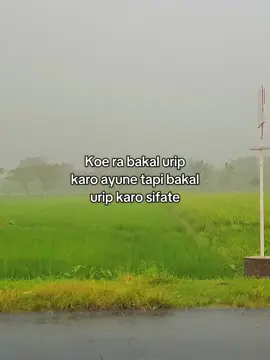 dadi pilihen sing tenanan☺️#kisah #kisahinspirasi #katakata 