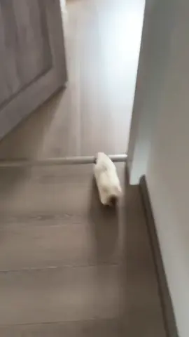 guinea pig is so cute!!!🥰😍😘#guineapig #guineapigs #pet #cute #cutepet #petlover #pettraining #PetsOfTikTok #fyp #funny #funnyvideos #funnyanimals #foryour #cuteanimals 