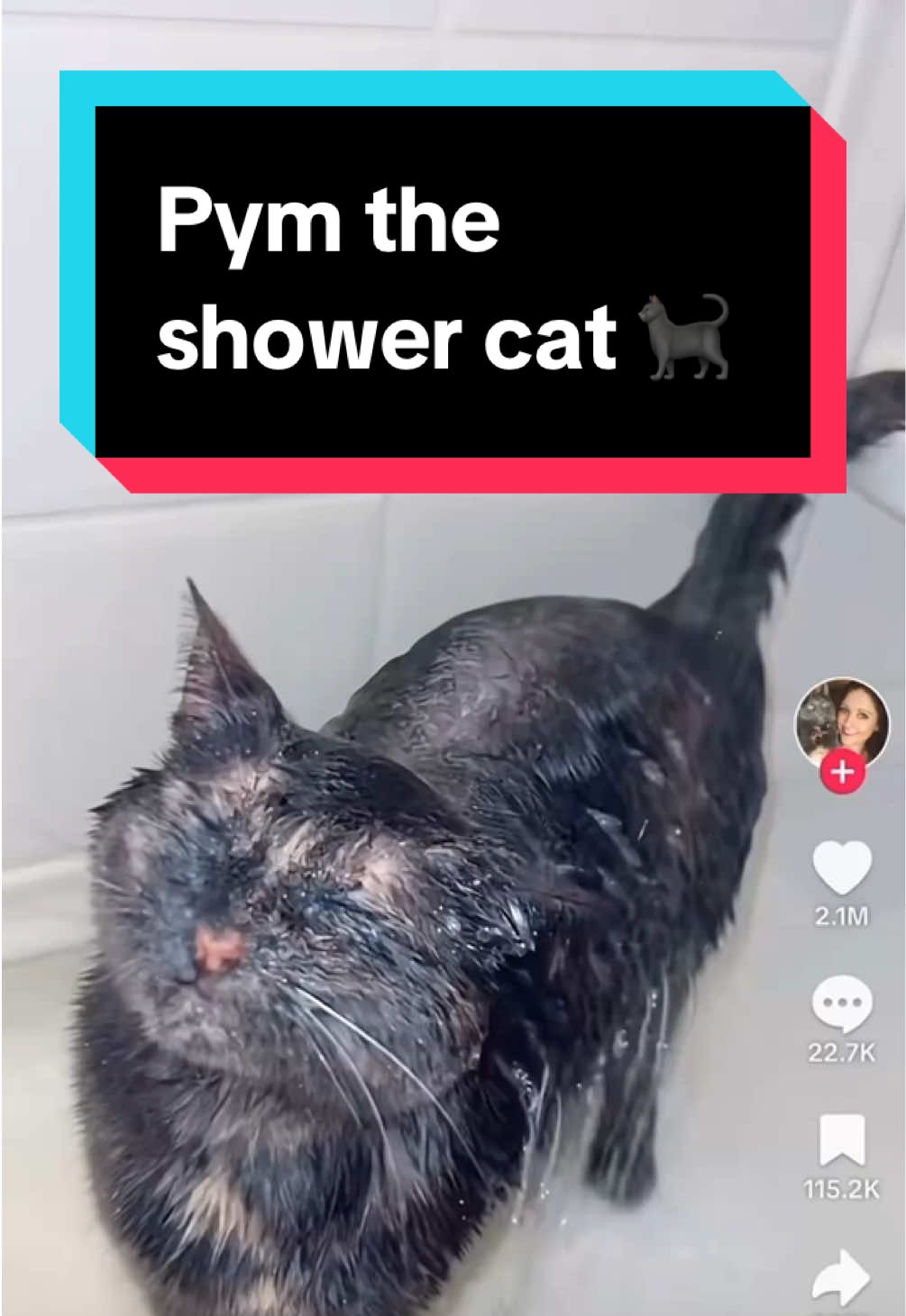 this cat is definitely somewhere else when shes in the shower! 🌴🦜🌧️  #animalcommunicator #petpsychic #animalcommunication #pymtheshowercat #catthings #catsoftiktok #catlover #funnycats #cats #blackcat 