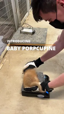 Have you ever seen a baby prehensile-tailed porcupine? We're so excited to announce another exciting birth from our Animal Ambassador program. 🥰 😍 #babyporcupine #cute #babyanimals #zoo #fresnochaffeezoo #zootok #fyp #pokybaby