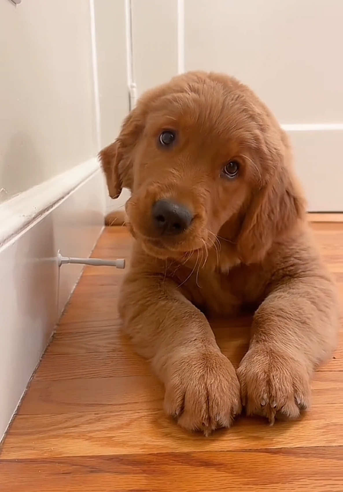Why Is It So Addictive! 😂 RxCKSTxR Comedy Voiceover feat Video from @Rooster The Red Retriever 🫶🏾 Follow For More Laughs! #fyp #funnyanimals #goldenretriever #FunnyPetMoments