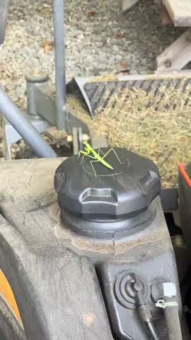 Ummm are the #aliens here? Have you ever seen this thing with claws? #uap #alien #nature #gardening101 