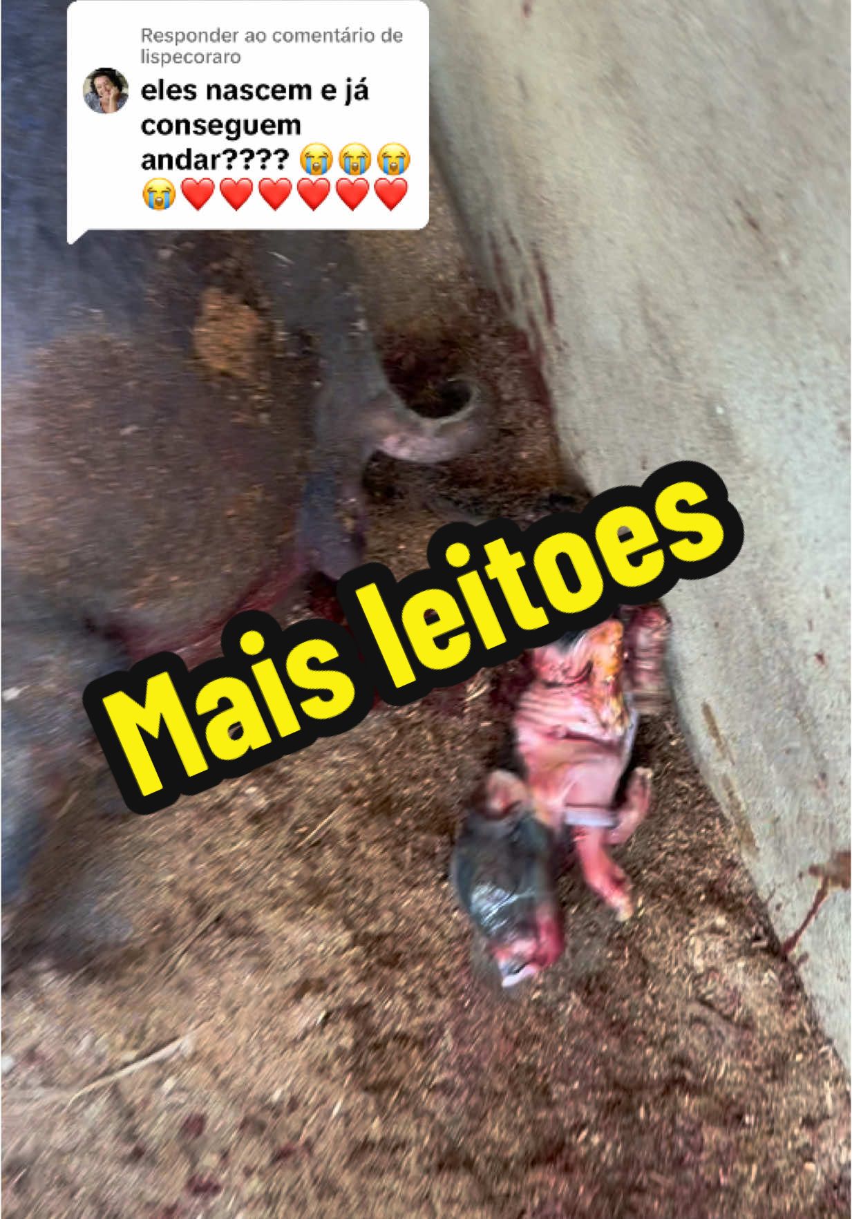 Respondendo a @lispecoraro e os leitões não param de nascer !!! 