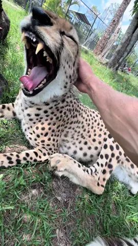 lunch breaks go hard here 😎😺 #conservation #catsoftiktok #fyp #foryoupage #animals 