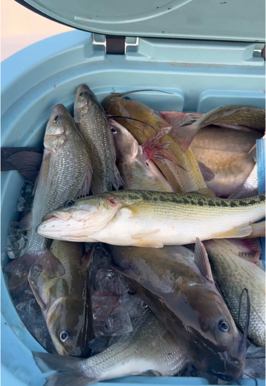 A good haul on a recent guide trip #dietermelhornfishing #dietermelhorn #bote #boteboard #boteboards 