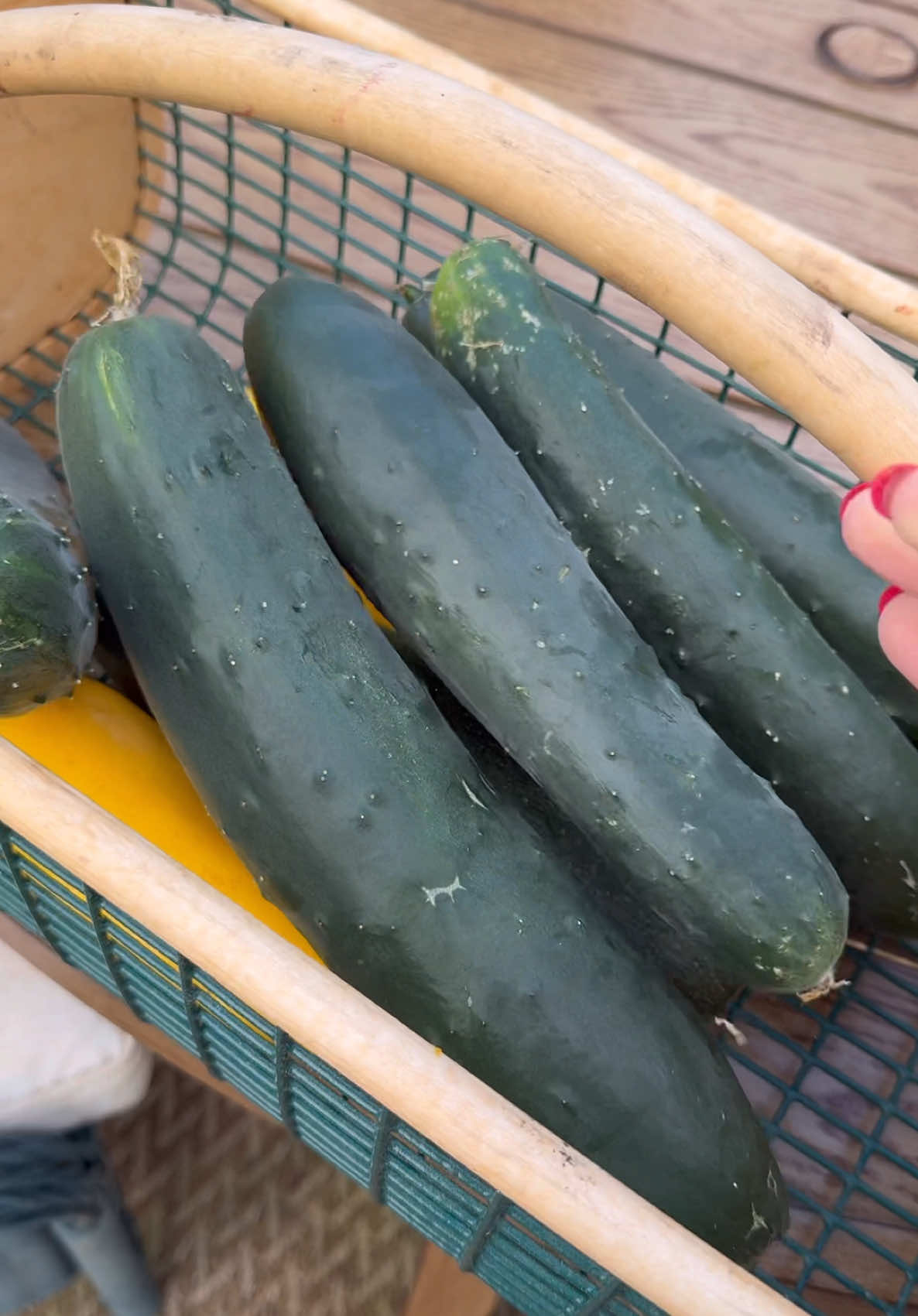 Shhh, your show is on 🤫 #gardenharvest #gardentok #gardening #backyardgarden #urbangarden #gardentips 