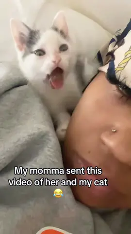 Welp...  guess it's time to get up and clean now #fyp #cat #cats #catlover #catsoftiktok 