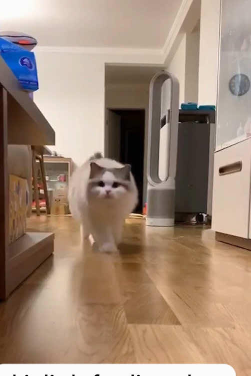 Crispy Wellix sunny bites freeze dried #catsoftiktok #cats #catlover #cattreats 