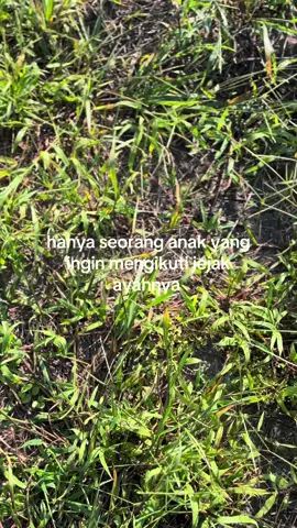 #anakpetani #petanisawit #petani #kebunsawit #sawit #pengusahamuda #petaniindonesia🇮🇩🇮🇩🇮🇩🌿🌿 #fyp 