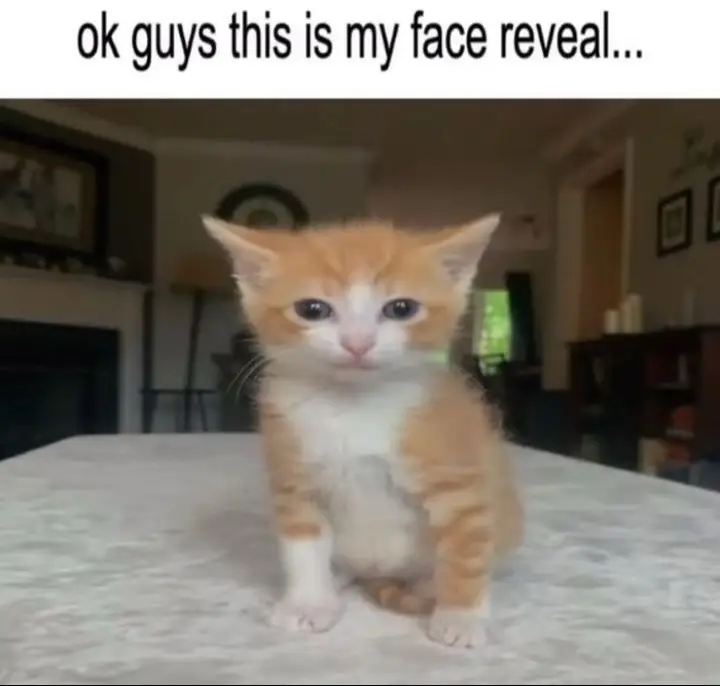 #cat #funnyvideos #touchyou #funnycat #facereveal #fake #fyp 