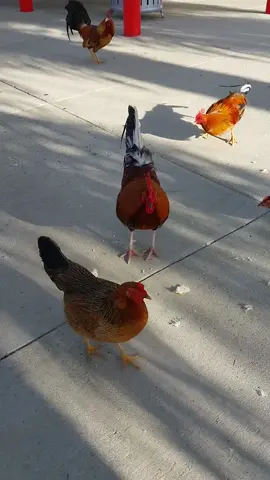 Confía plenamente en el Señor y descansa #fyp #viral #amigos #publico #parati 