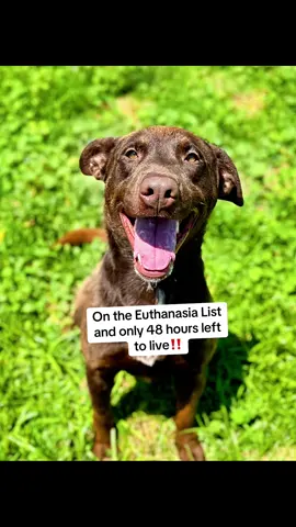 #earl #lab #labrador #chocolate #chocolatelab #dog #shelterdog #dogsoftiktok #adoptme #adoptdontshop #adopt #cali #fyp #fypシ #foryoupage #duet 