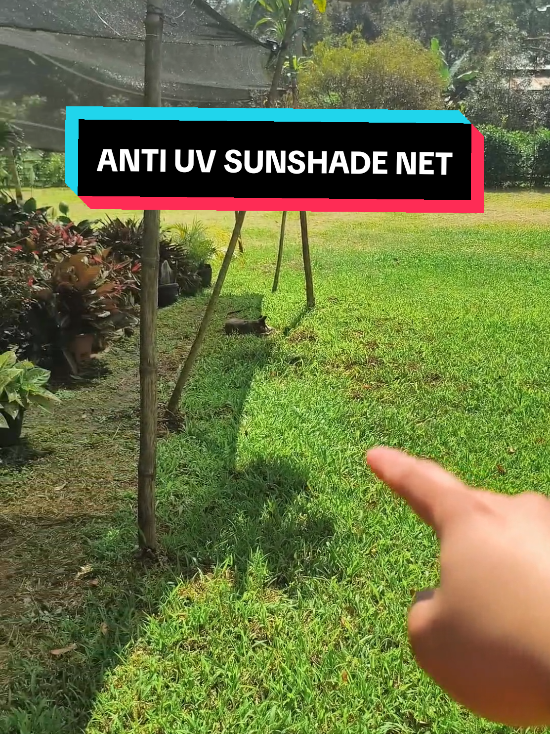 BUY 1 TAKE 1 na Sunshade Net?! 🌞🌿 Mga plantita at plantito, ito na ang sagot sa sobrang init! Itong sunshade net ay perfect para sa garden — nakakatulong bawasan ang init ng araw at protectado ang mga halaman! Pwede rin gamitin sa bakuran, bubong, o outdoor workspace. Matibay, madaling ikabit, at sulit na sulit kasi BUY 1 TAKE 1! 😍🔥 📌 Disclaimer: Maaaring mag-iba ang presyo depende sa seller at sa size ng net na iyong bibilhin. #buy1take1  #sunshadenet  #gardenessentials #antiuvsunshade #antiuvsunshadenet 
