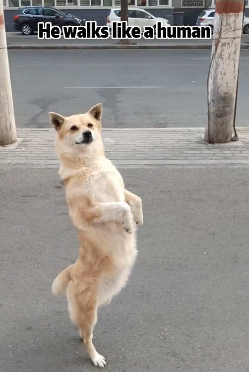 Dog that like to imitate humans 