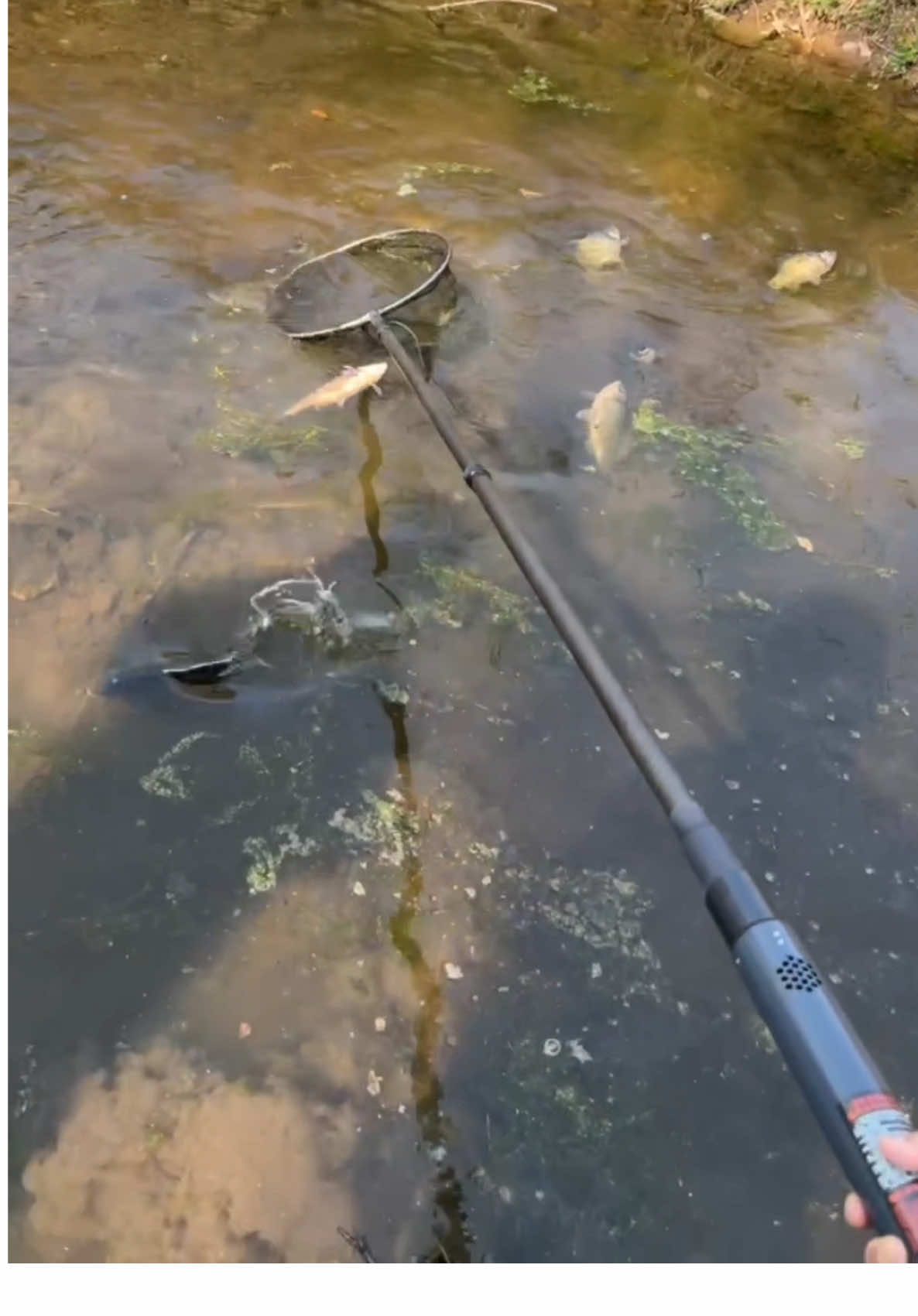 Dingsheng new energy resources integrated fishing rod#捕鱼 #fishing #lure #outdoor #fish 