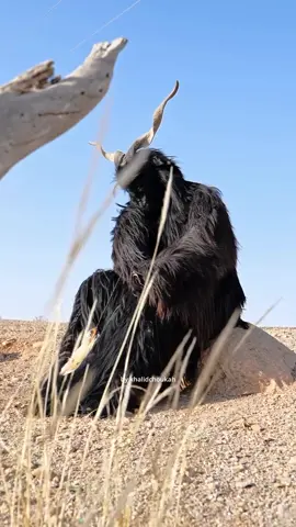 بوجلود أو بيلماون الثراث المغربي الأصيل ❤️ موروث عن أجدادنا الأمازيغ السكان الأصليون لشمال إفريقيا ❤️ #Bilmawn #Boujloud #BoujloudImintanoute #Imintanoute #AmazighCulture #MoroccanTradition #MoroccanVibes #OnlyInMorocco #foryou #fypシ #viralvideo #explorepage