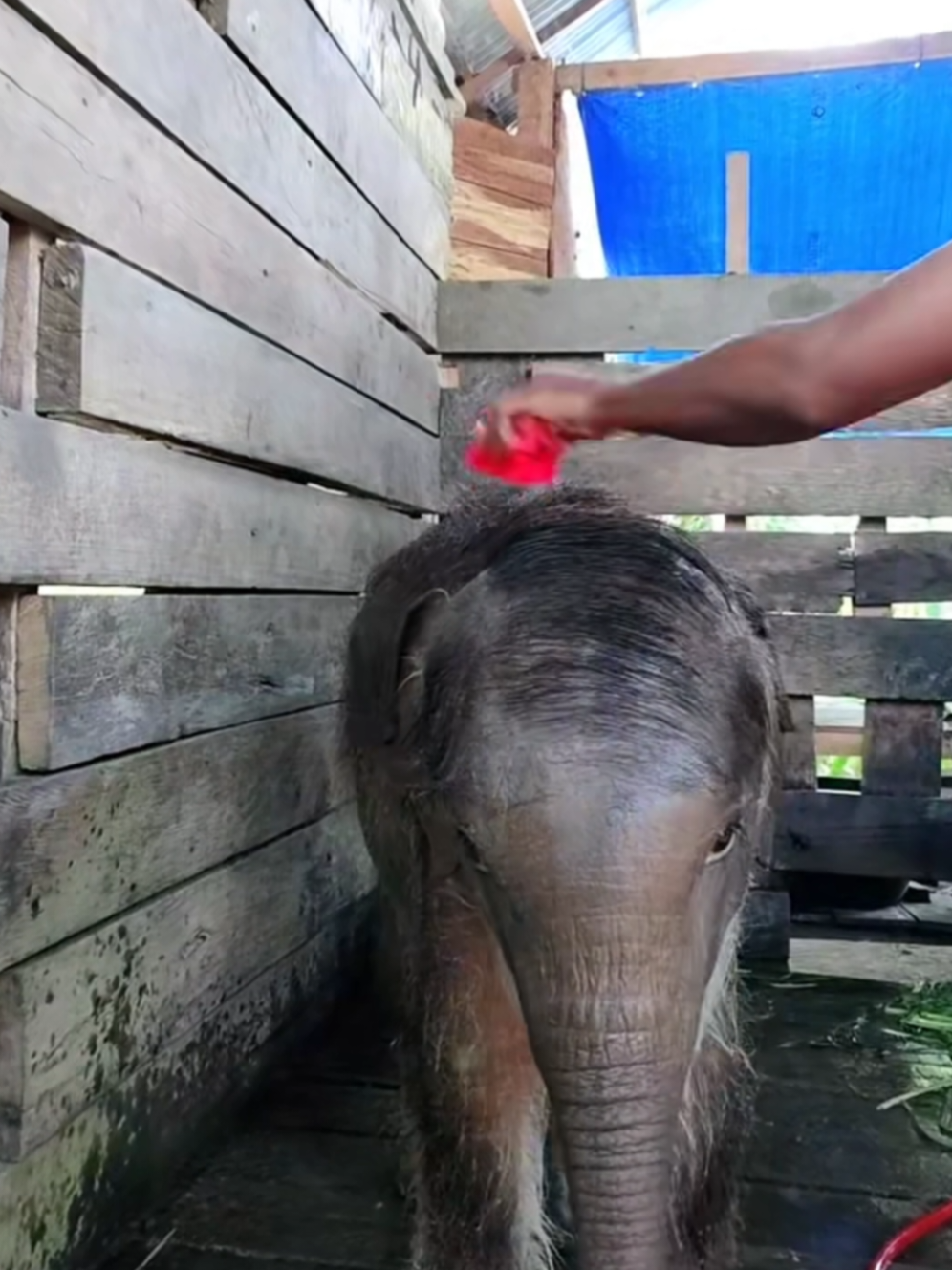 #gajah #panton #aceh 