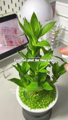 thích những thứ nhỏ xinh như này #caytrucphatloc #caycanhdecor #caytrongthuysinh #unbox #xh #xuhuong 