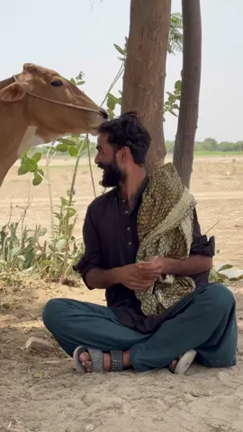 Indian 🇮🇳 Cow Ny Pesy Nikal Liye😲 last part #crazytv #usauk #usafunnyvideo 