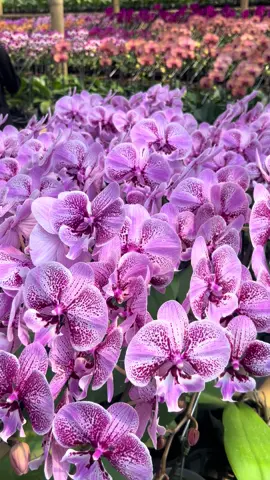 Cari supplier anggrek bulan terpercaya? 💯 Kami jual satuan dan partai besar untuk keperluan event, toko bunga, atau taman.  🌿 Kualitas premium langsung dari petani 🎥 Lihat detail bunganya di video ini! 📩 Chat untuk pricelist #AnggrekMurah #SupplierTanaman #OrchidWholesale #FloristReseller #FYPIndonesia