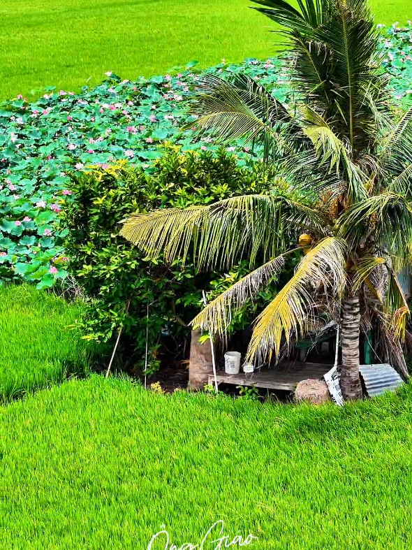 Thật bình yên _ Cảnh đẹp An Giang #onggiao #nhac #angiang #angiang67 #canhdep #xuhuong #thinhhanh 