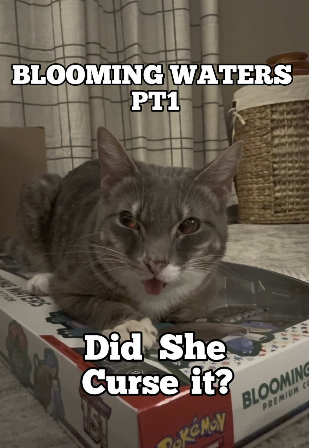 EP40 Did Rigby Bless it? or Did She Curse it? Blooming Waters 151 Pack Opening! #fyp #pokemon #pokemoncommunity #pokemontcg #catsoftiktok #packopening #rigbycat