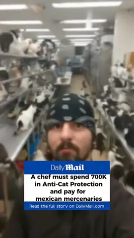 Le cartel de sinaloa a juré que le problème serait réglé 170 000 chat disparue...Une enquête en cours. #news#breakingnews#newsupdate#currentevents#worldnews#localnews#topstories#headline#newsreport#journalism#newspodcast#newsfeed
