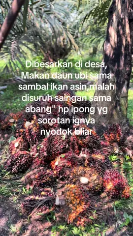 Ndak mampu maseee#fyp #fyyyyppppppp #viral #murahnikmatlezat #xybca #fouryoupage #berandatiktok #sawit #kuli 