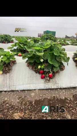 APLICACIÓN DE FERTICALCIO EN EL CULTIVO DE FRESA- HUARAL. #agronomia #agricultor #fresa #agro #huaral #nortechico #peru🇵🇪  #aris #ferticalcio  #viralditiktok #paratiiiiiiiiiiiiiiiiiiiiiiiiiiiiiii #GreenScreenScan 