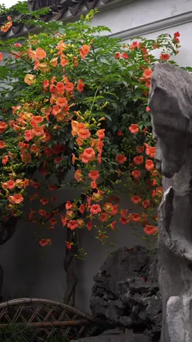 Hoa đăng tiêu🌸🌸 loại hoa leo giàn nhanh chịu nắng rất tốt, hoa màu cam rực rỡ mọc từng chùm dài. Nếu bạn ở xứ nóng và đang tìm 1 loại hoa leo nhanh trang trí cổng sân vườn thì có thể nghĩ đến hoa đăng tiêu nhé🥰 #flowers #hoadep #hoacaycanh #hoaleogian #hoadangtieu 