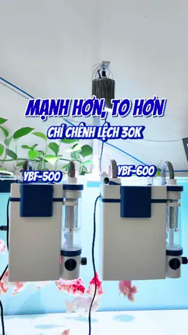 So sánh công năng, công suất lọc Sunsun YBF 600 và YBF 500 #cacanh #thuysinh #thuysinh4u #ybf500 #ybf600