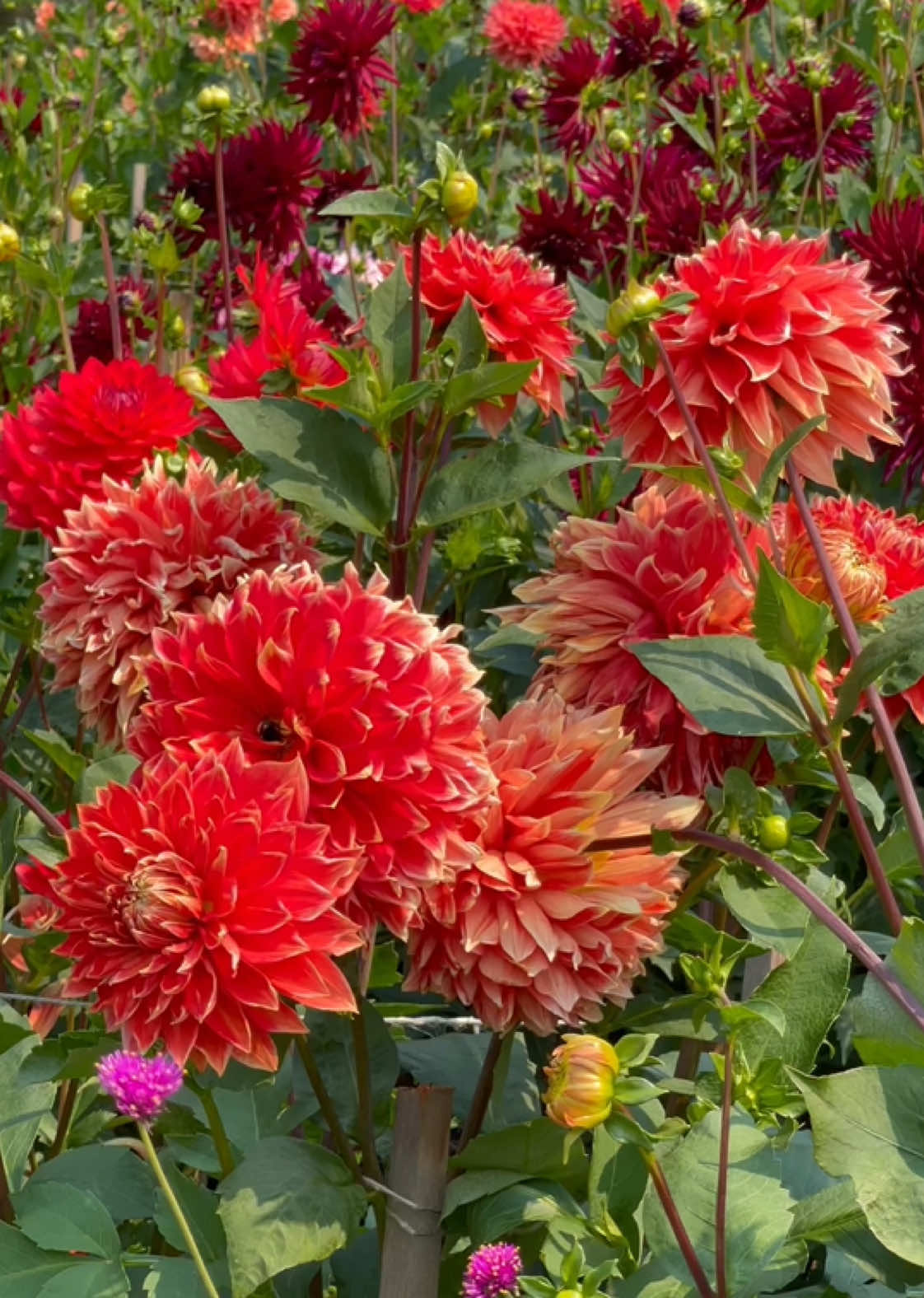 Garden blooms 🌺🌿 #dahlia #dahlias #dahliagarden #garden #flowergarden #flowers #flores #fleurs #花 #fyp #foryou #foryoupage #flowerlovers 