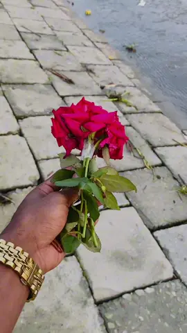 😇🌺🥀🫶 ##yyyyyyyyyyyy ##foryoupage ##😇🖤 ##CapCut ##yyyyyyyyyy ##😇😍💗 