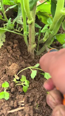 #tomates#apoda #campo 