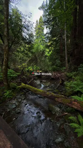 Muir Woods has to be my one of my favorite redwood forests to visit near the Bay Area. ❗️Keep in mind you need a parking reservation❗️#fypツ #explorecalifornia #nature #nationalpark #bayarea #naturelovers #hikingadventures #muirwoods #sanfrancisco #redwoods 
