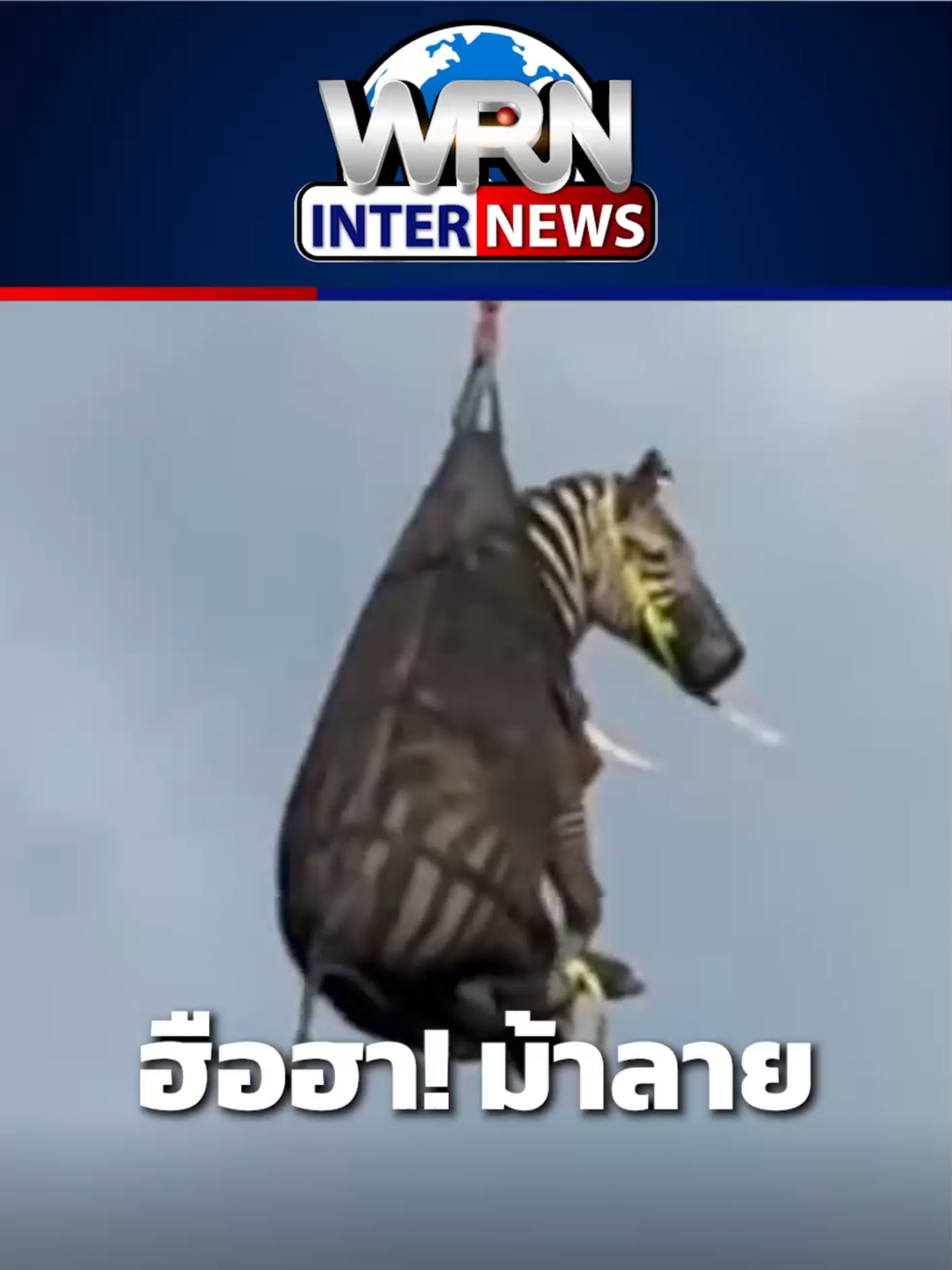 #คลิปดัง #ม้าลาย #เอ็ด #ฮือฮา #เปิดภาพ #เทนเนสซี #ม้าลายหลุด #จับกุม #ไวรัล #กระแส #ต่างประเทศ #สหรัฐอเมริกา #โด่งดัง #zebra #หนีเที่ยว #สัตว์หลุด #ตลก #อเมริกา #สหรัฐ #WeReportNews #WRN #WeRNews #ข่าวWRN #ข่าวtiktok