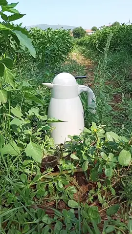 اللهم خير الأمور وخير الأقدار وخير الأيام، اللهُــم نســألگ اليُســر فِي گـل أمـر.💙