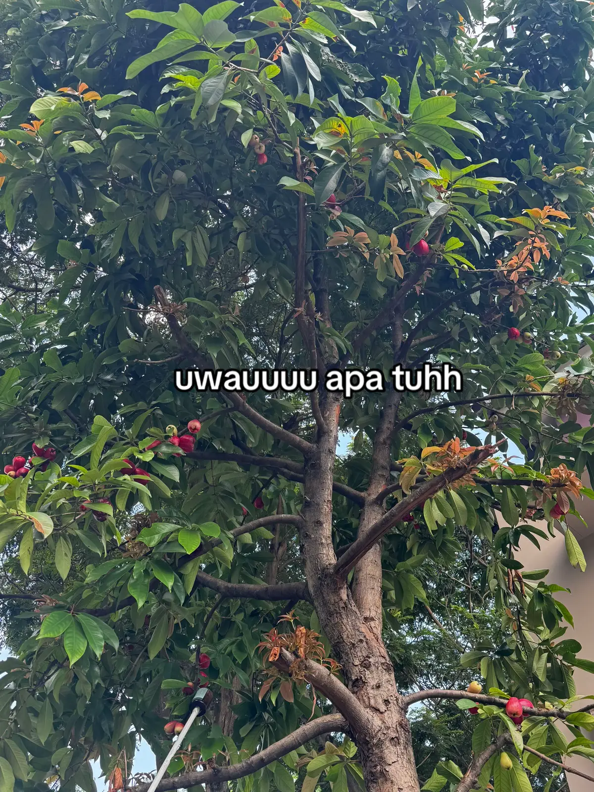 #jambubol #jambujamaika #fyp 